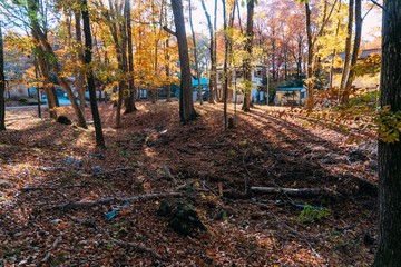 forest in autumn