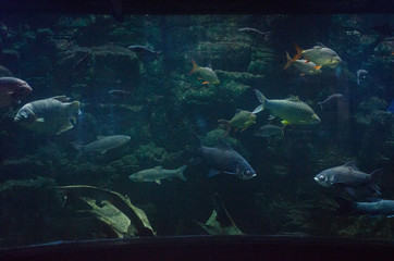 Fish in Aquarium