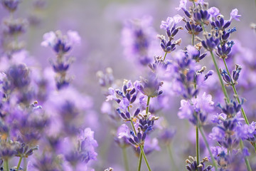 Beautiful delicate lilac lavender flowers. Artistic tender photo with soft selective focus.