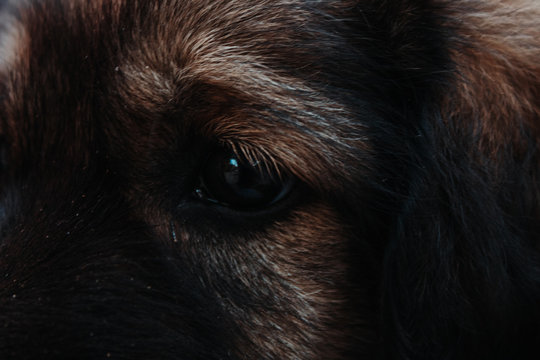 Closeup shot of the eyes of the puppy