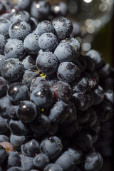 Red wine grape in dark metal tray.