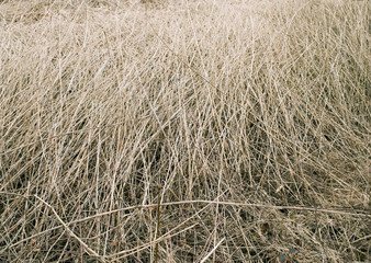 dried grass reeds in winter