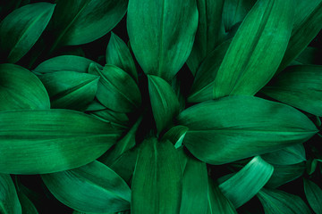 abstract green leaves texture, nature background, dark tone wallpaper