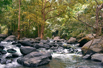 origin of a river from the middle of a forest