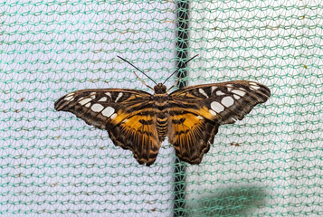 Tropical butterfly Sylvia (Parthenos sylvia)