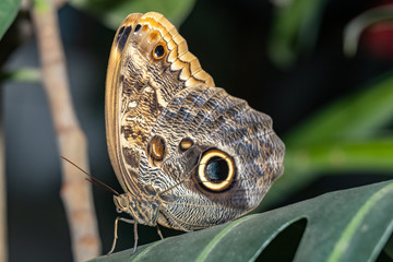 Tropical butterfly Caligo (Owl butterfly)