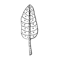 Plant leaf vector doodle illustration. Tropical, exotic plant. Banana leaf. Sticker, icon, decoration.
