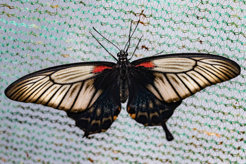 Fototapeta na wymiar Tropical butterfly Lovi (Papilio lowi)