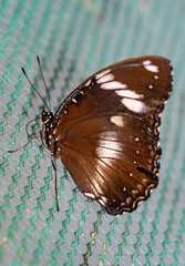 Tropical bolina butterfly (Hypolimnas bolina)