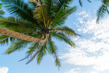 Fototapeta na wymiar Beautiful coconut tree on background of blue tropical sky.