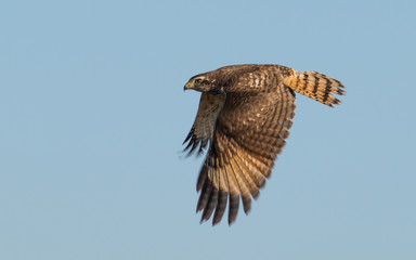 Nombre: Taguató común. Nombre científico: Rupornis magnirostris. Nombre en ingles: Roadside hawk. Familia: Accipitridae.