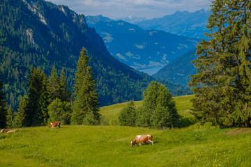 Small herd of cows graze in the Alpine meadow