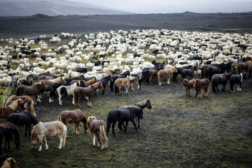 Troupeau de chevaux et de moutons en Islande dans un paysage volcanique