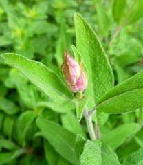 Aromatic common sage bud and leaves (Salvia forsskaolii, indigo woodland sage, Salvia officinalis). Common sage young sprout in  purple and violet, little sage bud growing in a herb garden. 