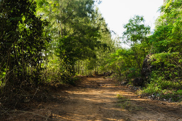 road in the forest