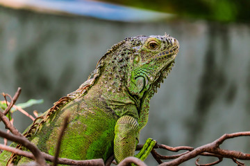 iguana