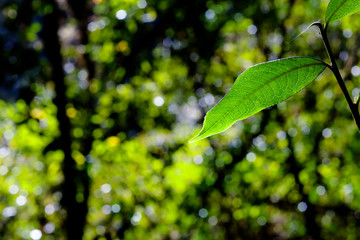 close up photo for green tree leaf with blur jungle background.