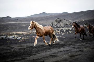 Chevaux islandais en liberté sur sable noir dans un décor volcanique et lunaire