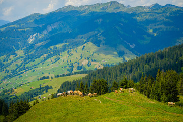 Fototapeta na wymiar Small herd of cows grazing on a mountain pasture