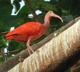 Scarlet ibis bird perched on tree branch at the Detroit Zoo