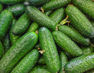 Fresh organic green cucumbers on a market shelf