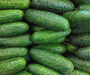 Fresh organic green cucumbers on a market shelf
