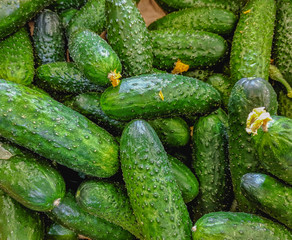 Fresh organic green cucumbers on a market shelf