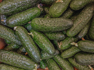 Fresh organic green cucumbers on a market shelf