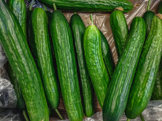 Fresh organic green cucumbers on a market shelf