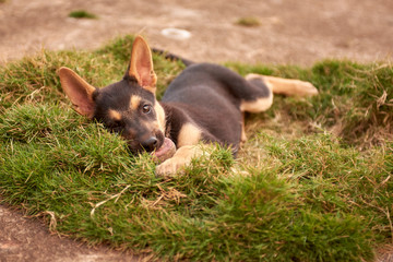 dog and puppy