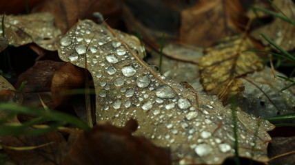 water drops on leaf