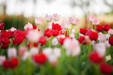 Beautiful bouquet of red and pink tulips in spring nature for card design and web banner. Selective focus