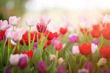 Fotobehang Beautiful bouquet of red and pink tulips in spring nature for card design and web banner. Selective focus © Anukool