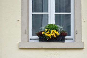 A pot of yellow flowers stands on a windowsill from the street side in a European city