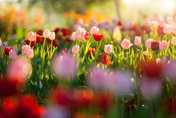 Beautiful bouquet of red and pink tulips in spring nature for card design and web banner. Selective focus