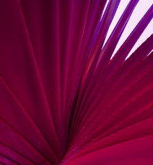 Fern leaves adjust the color to magenta pink tones.