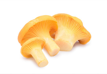 Yellow chanterelle isolated on white background