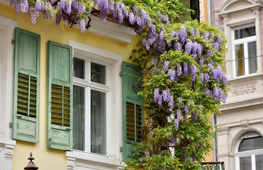 Fototapeta na wymiar The window of an old house with wooden shutters and above it grows and wisteria blooms in a European city