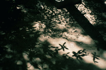 木漏れ陽の影絵
