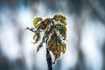 close-up of a frozen plant. concept of severe deadly frosts.
