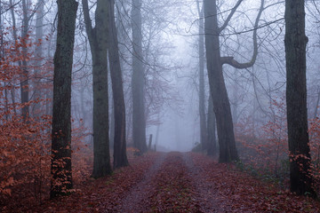 Alley of bald trees vanishing in mist of autumn on a foggy day
