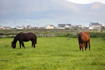 Fototapeta premium Horses graze in fields in County Kerry, Ireland, along the Wild Atlantic Way