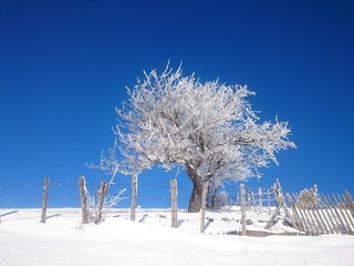 Tree i the snow