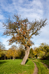 Birnenbaum im Herbst