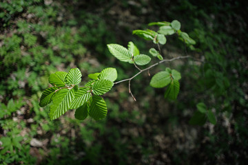 Sunny day in the deciduous forest. Branches of common hazel, illuminated by sunlight. Selective focus.