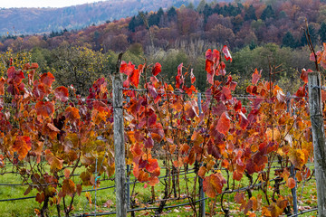 Weinrebe im Herbstlaub