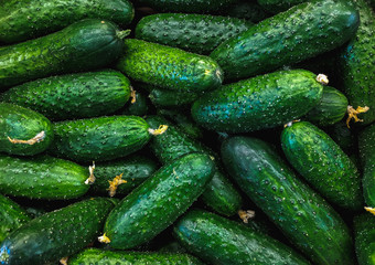 Fresh organic green cucumbers on a market shelf