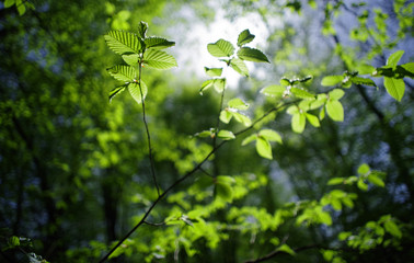 Fototapeta na wymiar Sunny day in the deciduous forest. Branches of common hazel, against a sunlight. Selective focus.
