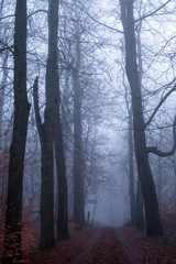 Alley of bald trees vanishing in mist of autumn on a foggy evening