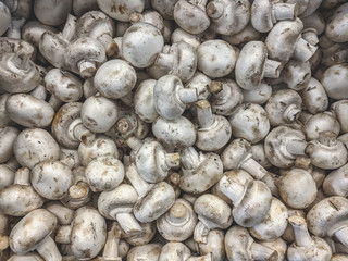 Fresh organic champignon mushrooms on a market shelf